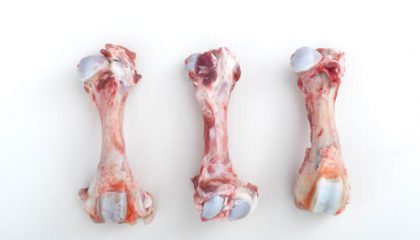 Hog femur